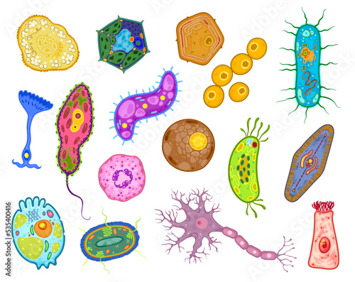 Amoeba, protozoa and unicellular protist cells, vector euglena bacteria or paramecium organism. Protozoan microorganism, bacterium fission and binary protista amoeba of chlamydomonas microbiology