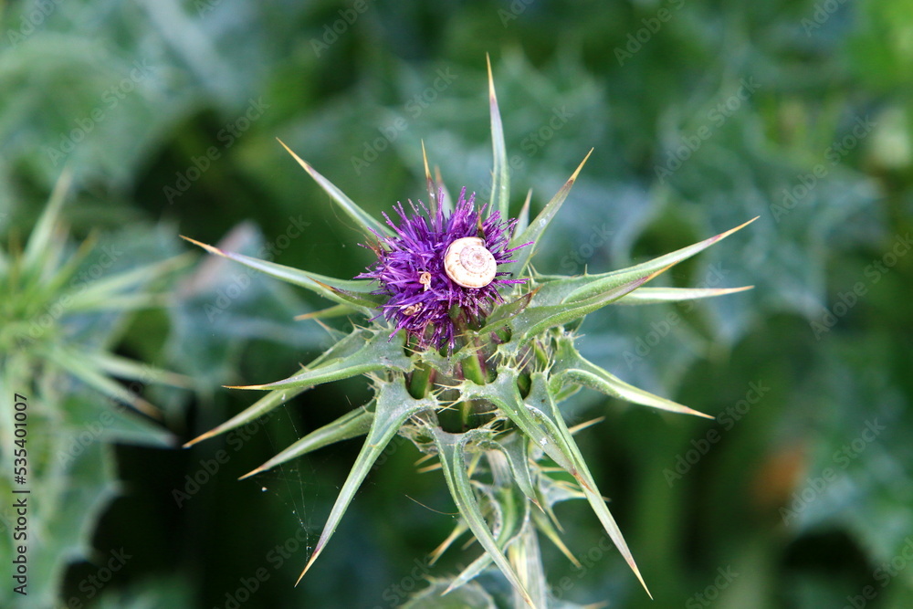 Milk thistle grows in a forest clearing. Milk thistle grows in a forest clearing.