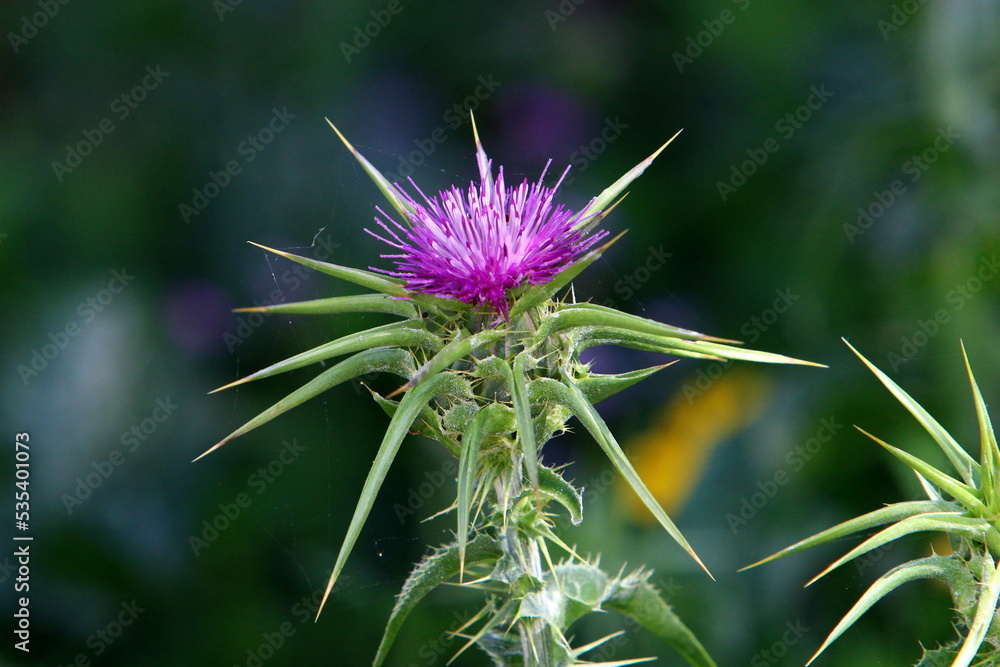 Milk thistle grows in a forest clearing. Milk thistle grows in a forest clearing.