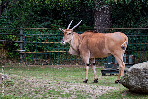 Fototapeta Naklejka Na Ścianę i Meble -  Elenantilope ( Taurotragus oryx ).