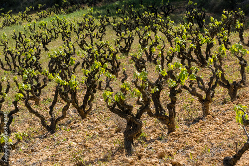 Old trunks and young green shoots of wine grape plants in rows in vineyard. Field of grape vines in Spain, wine grape area