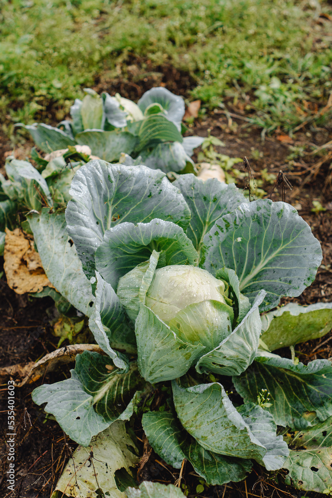 Naklejka premium cabbage growing in a garden