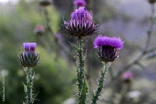 Milk thistle grows in a forest clearing.