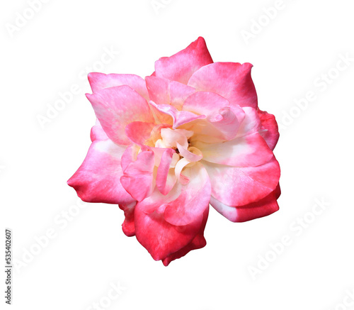 Close up single head rose flower isolated on white background