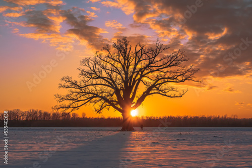 Beautiful view of lonely bare oak tree growing in agricultural field covered with snow at colorful sunset in Midwest; sun setting behind the tree; tiny figure of man by the tree
