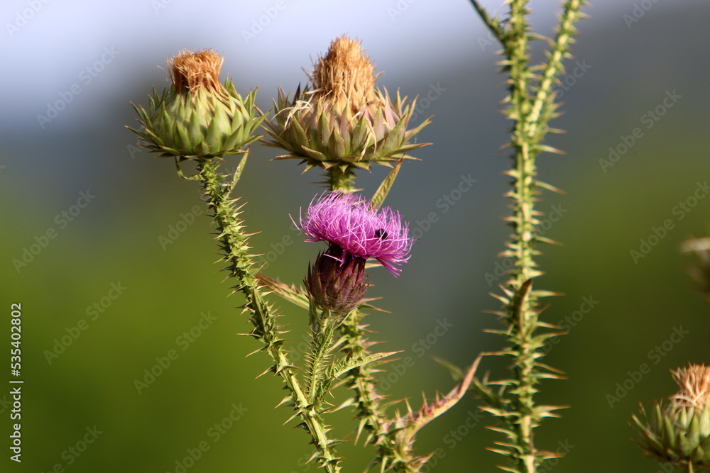 Milk thistle grows in a forest clearing. Milk thistle grows in a forest clearing.