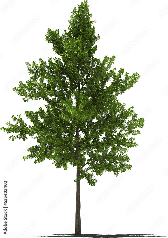 ginko tree summer 2