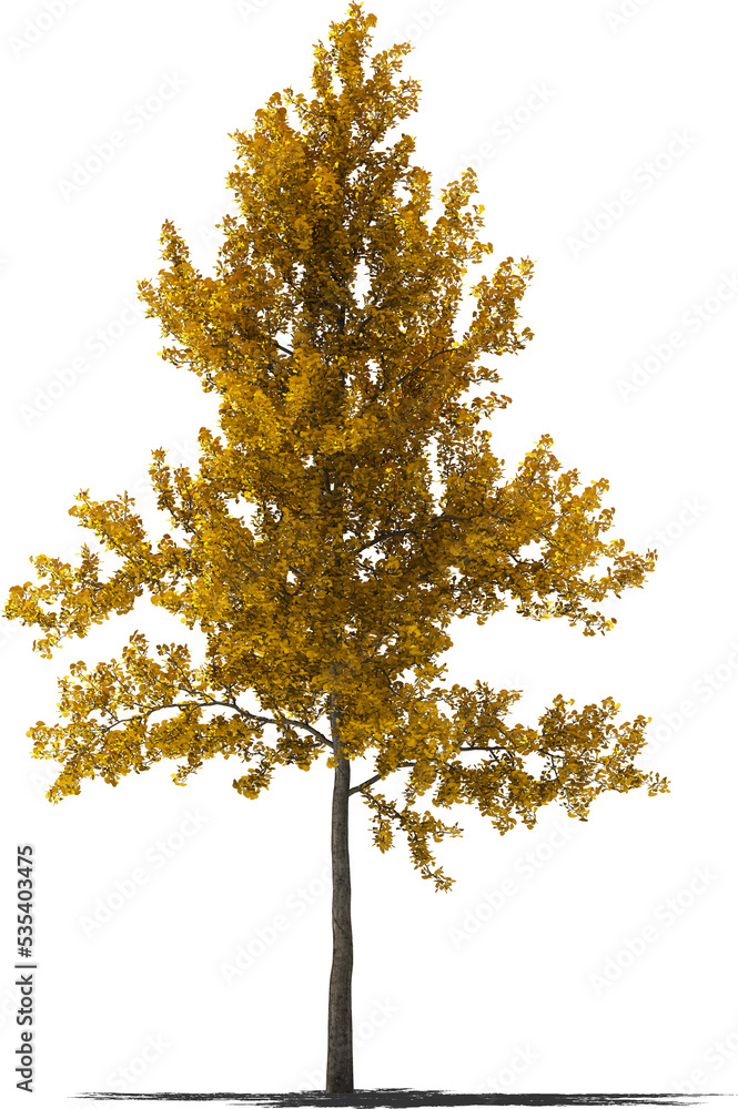 ginko tree autumn 1