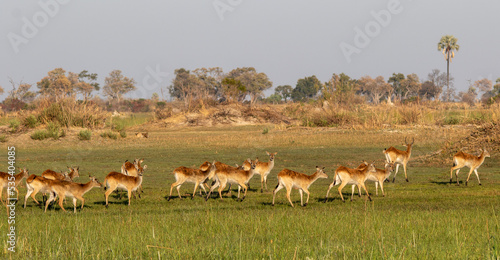 Red lechwe herd of antelope on the move through a wetland
