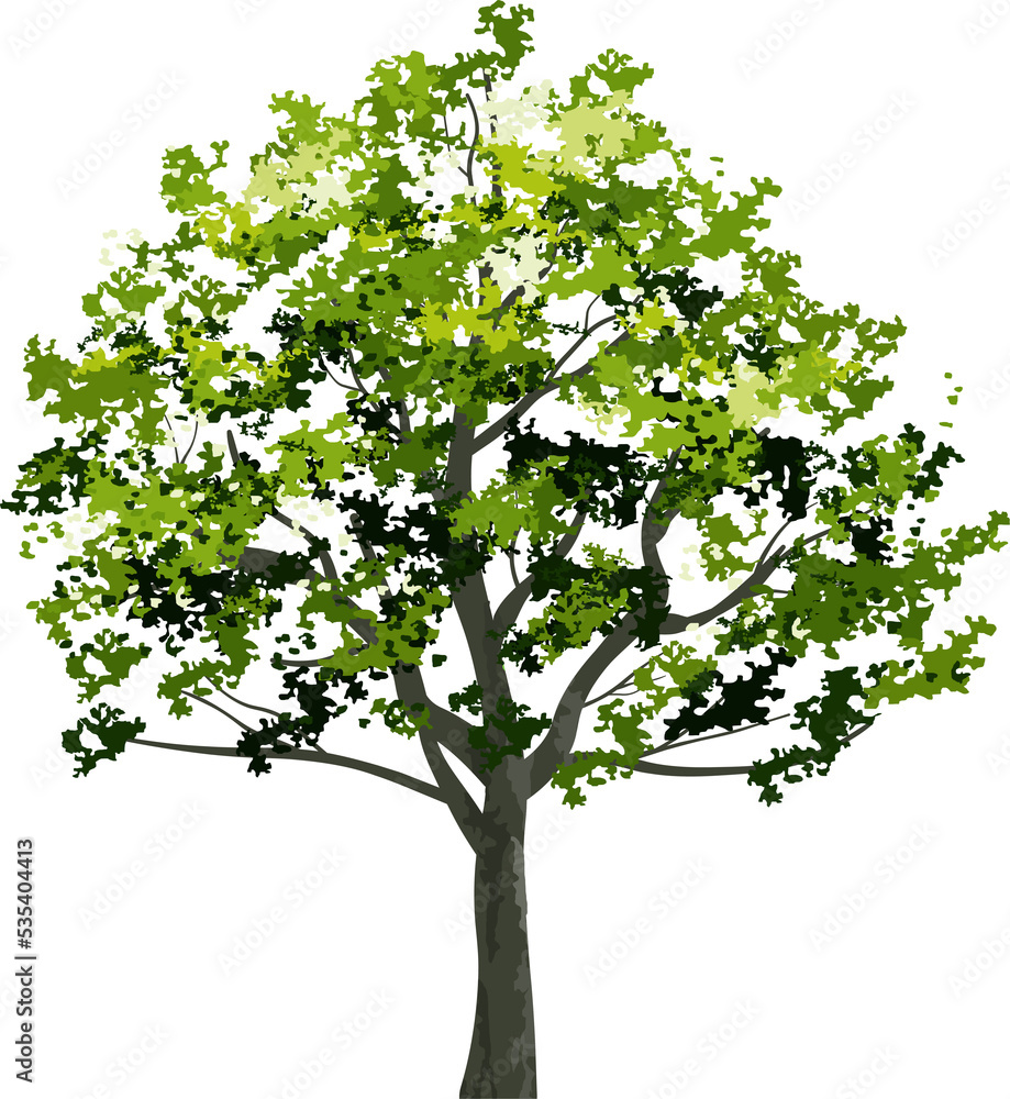 Big tree for landscape design. PNG illustration. Big tree for landscape design. PNG illustration.