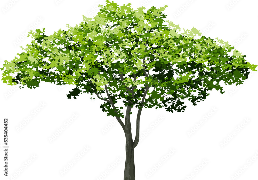 Big tree for landscape design. PNG illustration.