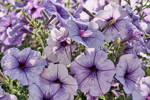 Delicate lavender colored petunia flowers in sunlight © IrinaK