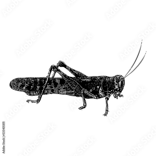 Desert Locust hand drawing vector illustration isolated on black background