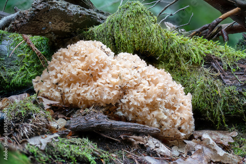 cauliflower fungus grows on the trunk of a pine tree in the moss