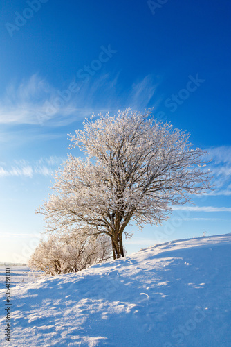 Windswept trees on a hill in a winter day