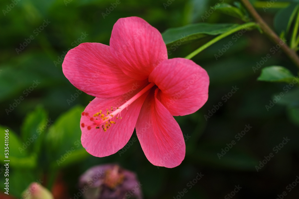 Beautiful Red hibiscus flower on a green background. In the tropical garden, Shallow DOF. selective focus. Beautiful Red hibiscus flower on a green background. In the tropical garden, Shallow DOF. selective focus.