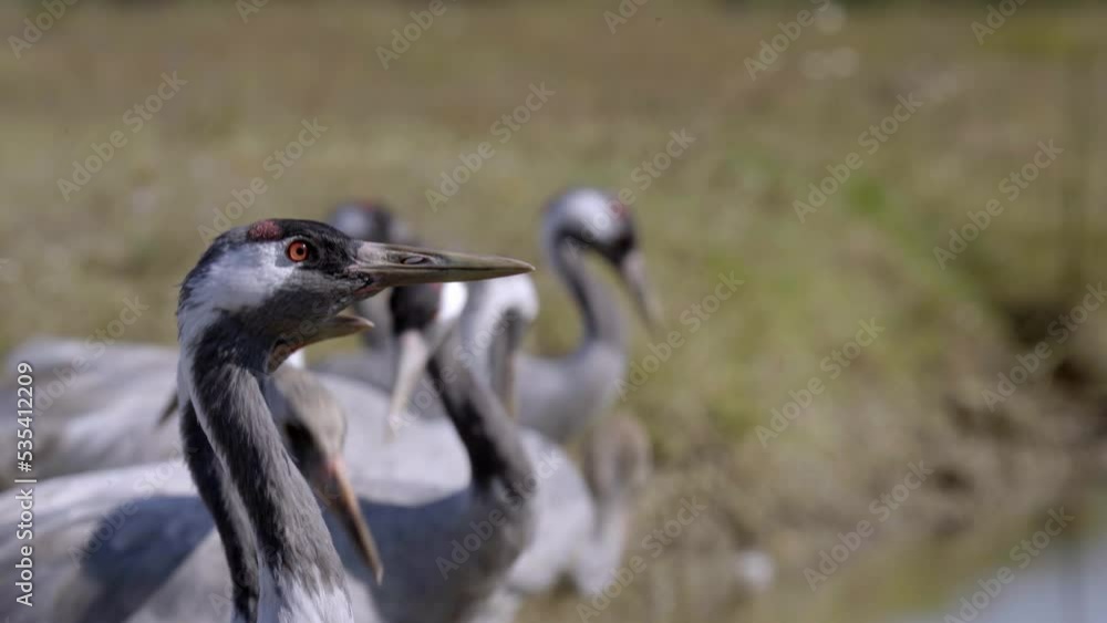 Crane Bird Drinks Water From River Close-up Crane Bird Drinks Water From River Close-up