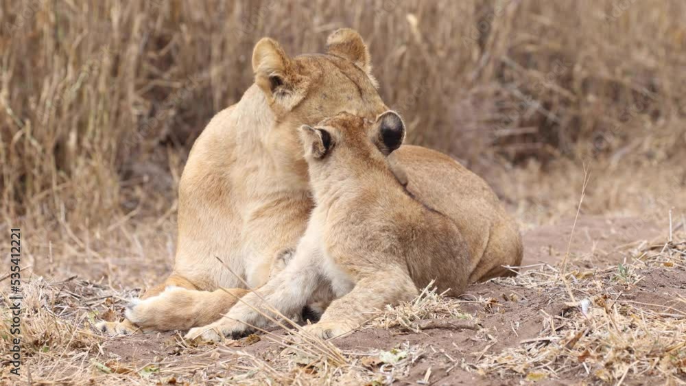 A lioness and her cub grooming one another before turning to look towards the camera in Mashatu, Botswana. A lioness and her cub grooming one another before turning to look towards the camera in Mashatu, Botswana.