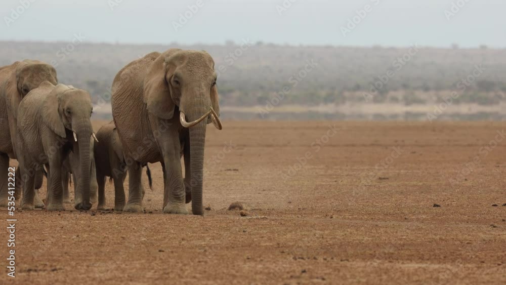 A family group of elephants walking closer over dusty earth in search of water in Amboseli, Kenya. A family group of elephants walking closer over dusty earth in search of water in Amboseli, Kenya.