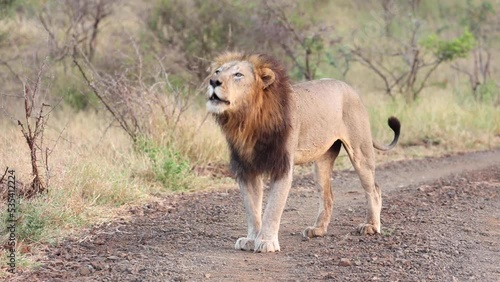 An adult, black-maned male lion roaring in Zimanga, South Africa. photo