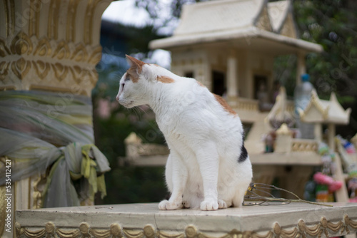 white cat on the shrine of the outdoor.