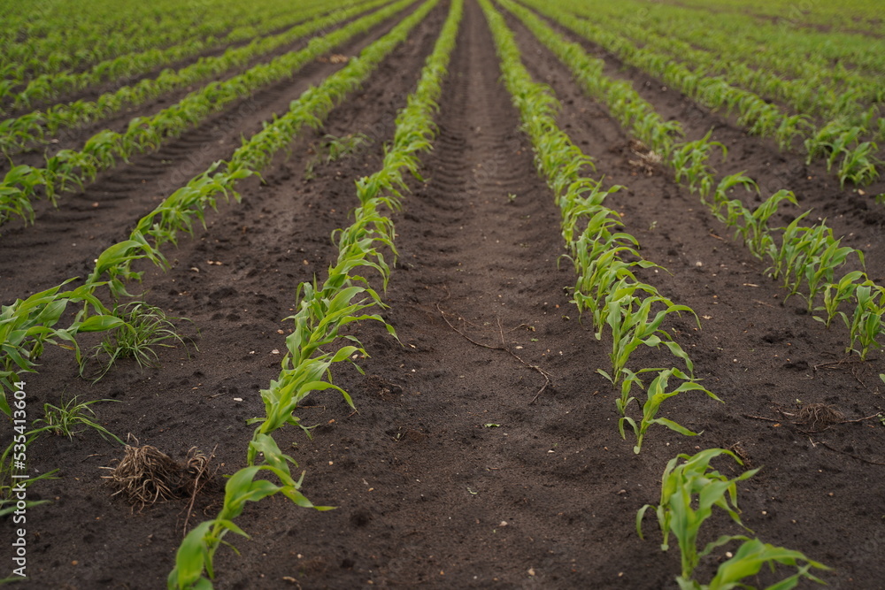 A field of young corn sprouts stretching into the distance A field of young corn sprouts stretching into the distance