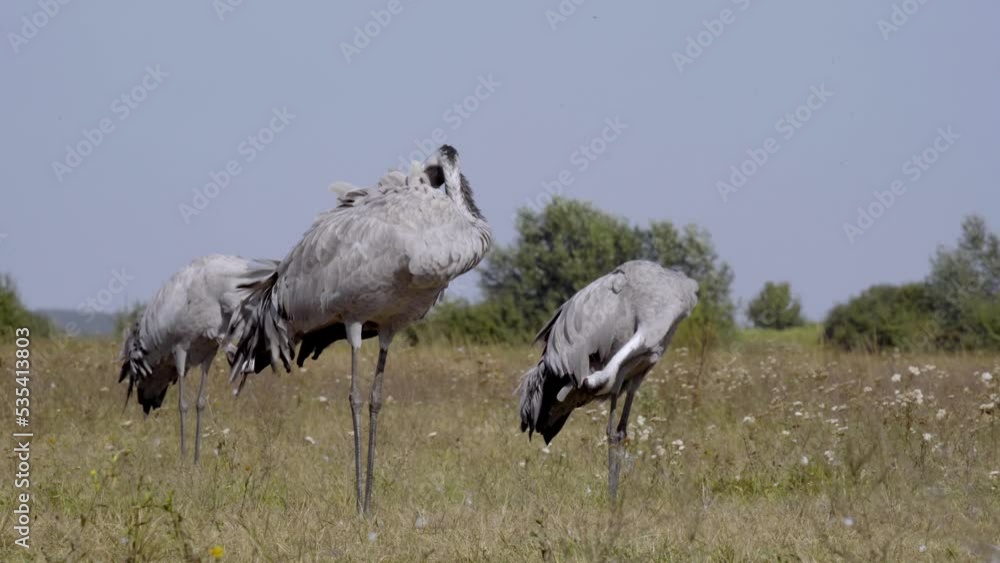Cranes On A Field - Bird Family Cranes On A Field - Bird Family