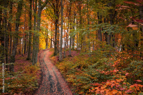 Old country road in dark autumn forest. Dramatic outdoor scene of mountain forest. Beauty of nature concept background.. © Andrew Mayovskyy