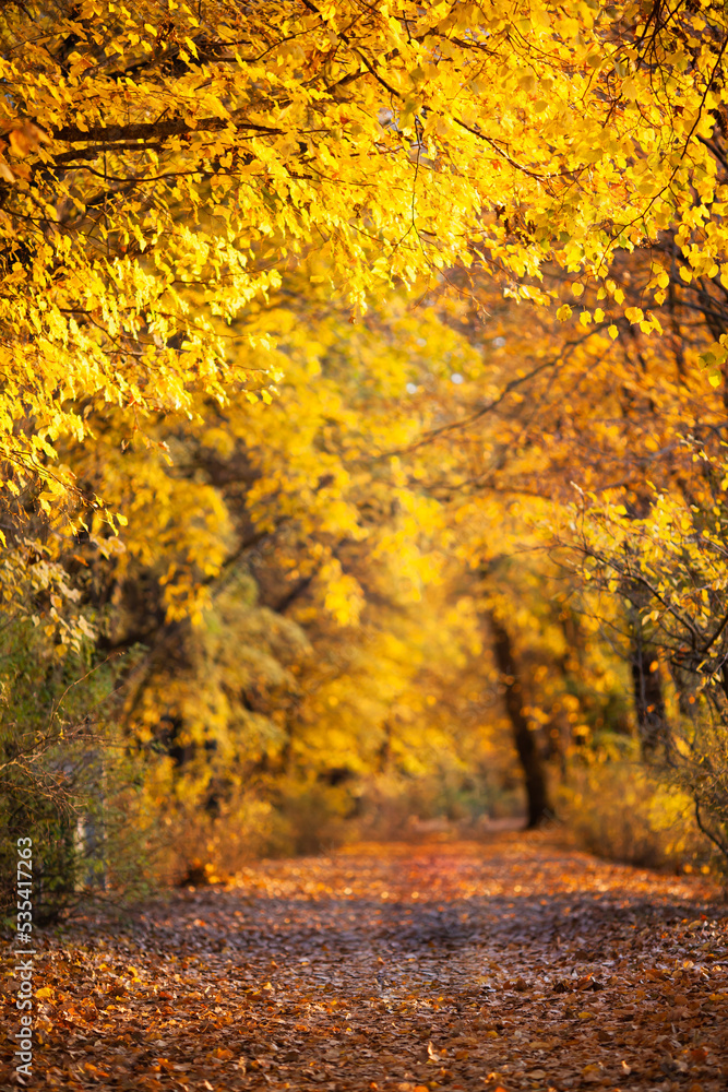 Beautiful autumn golden country road. Autumn landscape in the forest. Autumn frame background. Vertical image. Selective focus.