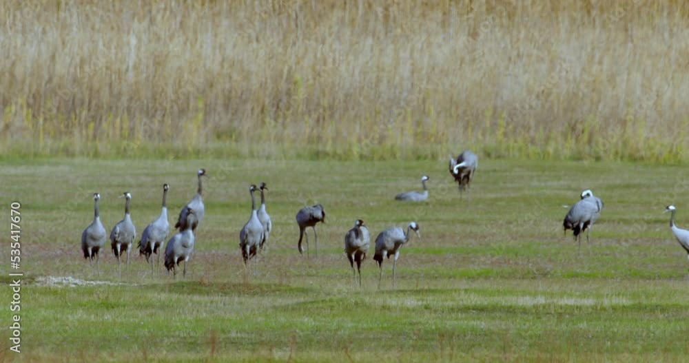 Cranes Eating in A Field Grus Grus Cranes Eating in A Field Grus Grus