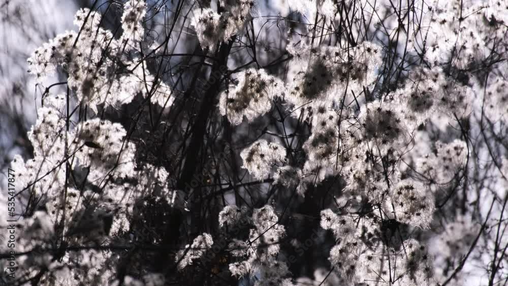 Magical white fluffy seed heads of wild clematis (Clematis vitalba) swaying in the wind. Climbing shrub, also known as old man's beard or traveller's joy. Beautiful afternoon backlit, winter nature. Magical white fluffy seed heads of wild clematis (Clematis vitalba) swaying in the wind. Climbing shrub, also known as old man's beard or traveller's joy. Beautiful afternoon backlit, winter nature.