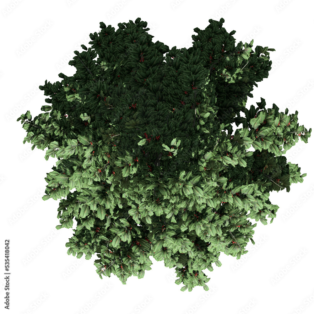 Obraz premium American Holly Tree - Top View