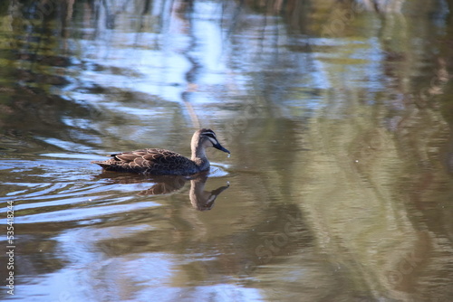 Australian Wood Duck (Chenonetta jubata), Casey Fields Lake, Cranbourne, Melbourne, Victoria, Australia.