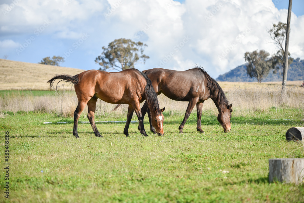 Bay retired race horse in the field