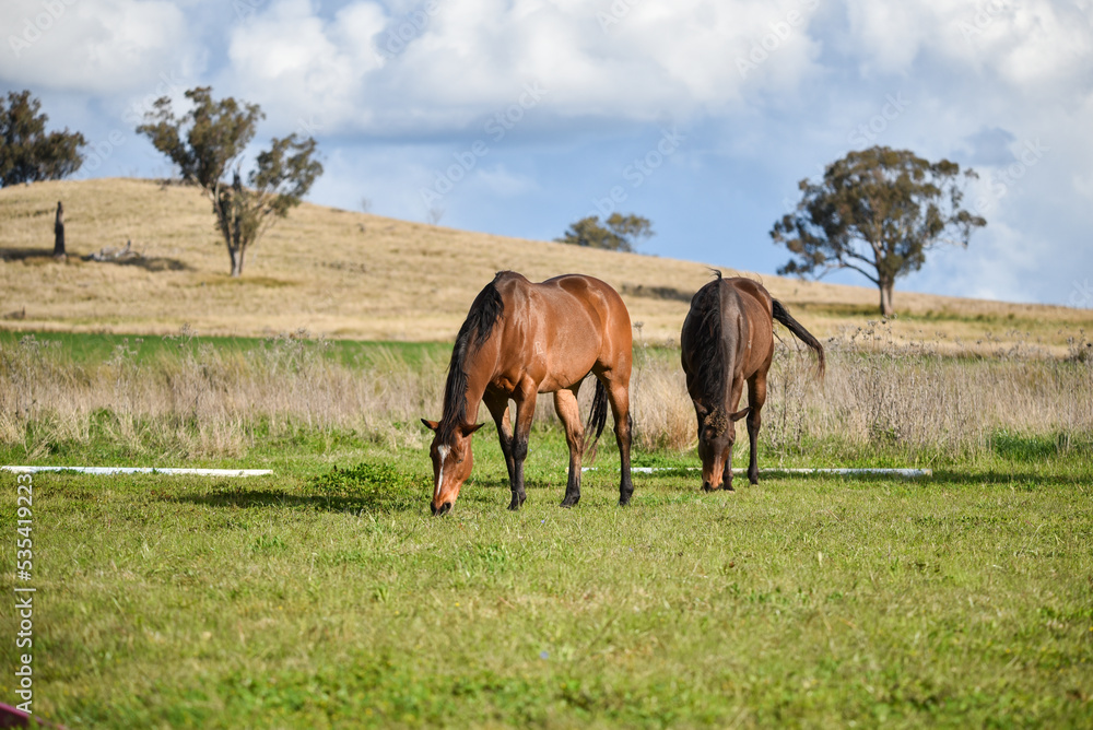 Bay retired race horse in the field Bay retired race horse in the field