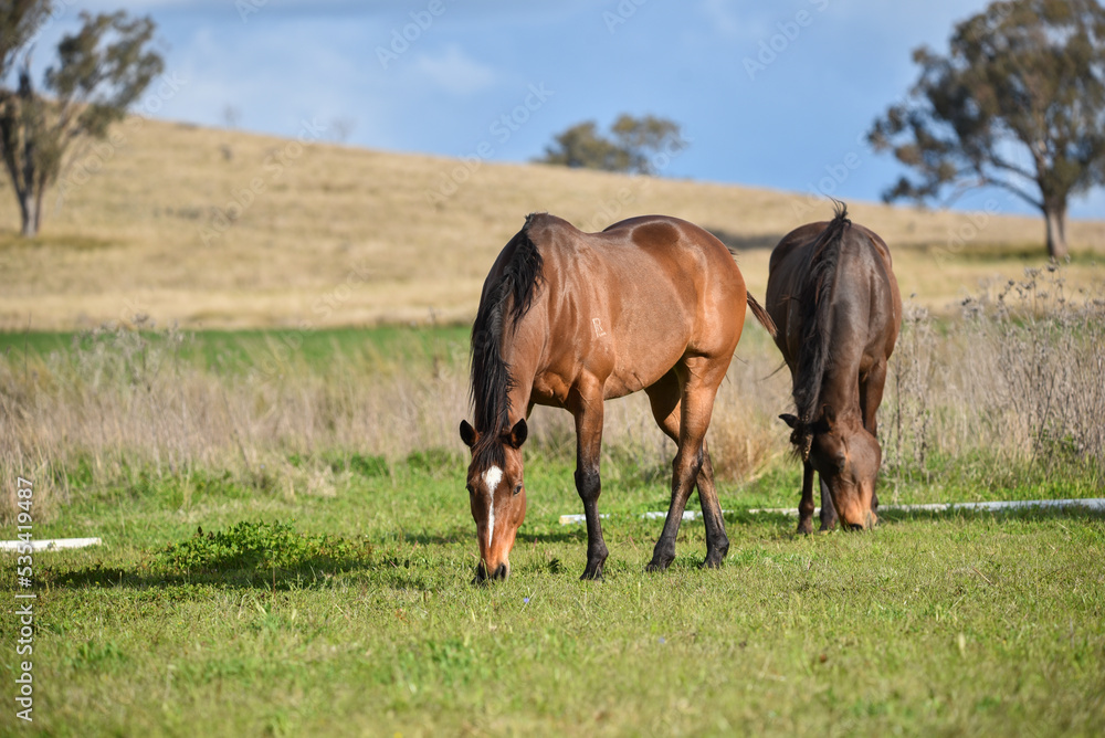 Bay retired race horse in the field Bay retired race horse in the field