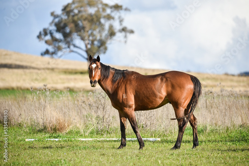 Bay retired race horse in the field