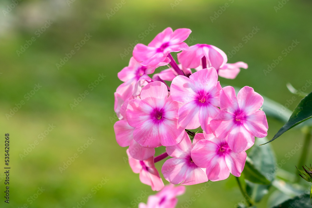 A branch of blooming pink phlox on a blurred background, foreground.