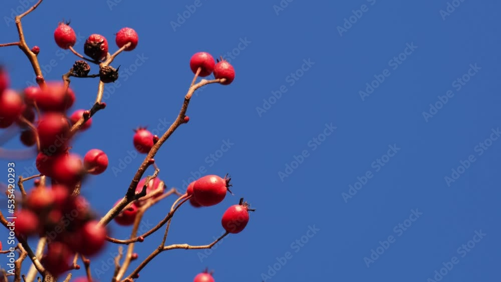 Close-up of beautiful red berries swaying in the wind against the blue sky. Wild midland or English hawthorn or Woodland hawthorn berries. Sunny autumn or winter background. Healthy medicinal plants. Close-up of beautiful red berries swaying in the wind against the blue sky. Wild midland or English hawthorn or Woodland hawthorn berries. Sunny autumn or winter background. Healthy medicinal plants.