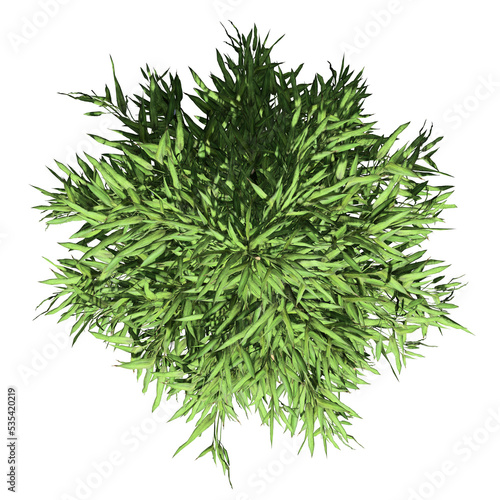 Bamboo Tree Isolated - Top View