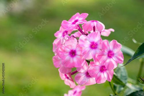 A branch of blooming pink phlox on a blurred background  foreground.