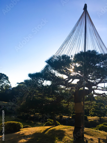 夕日と松の木