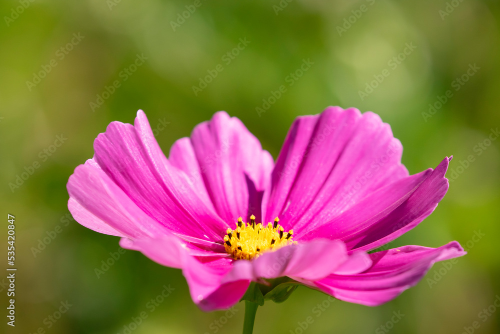 Single pink flower of the Cosmos bipinnatus, garden cosmos on green background Single pink flower of the Cosmos bipinnatus, garden cosmos on green background