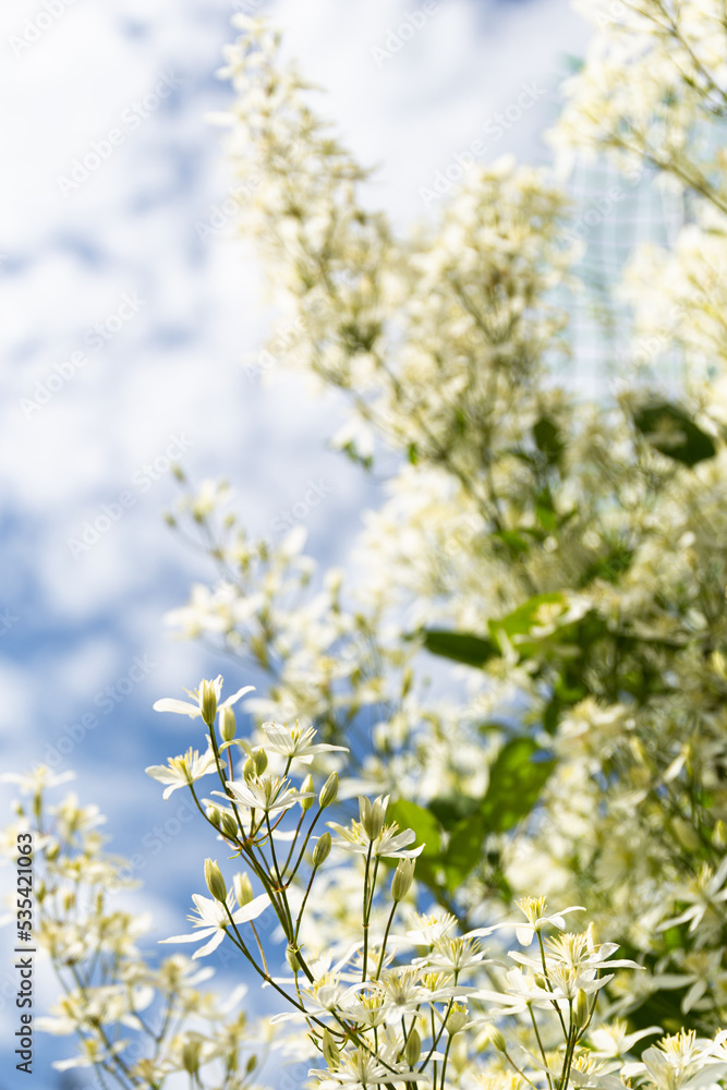 Many small white flowers grow in the garden under the sunlight on the background of the blue summer sky Many small white flowers grow in the garden under the sunlight on the background of the blue summer sky