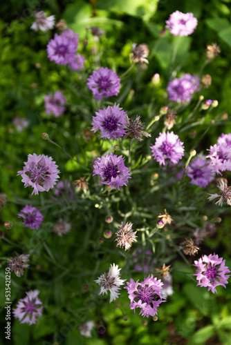 Beautiful purple cornflower flowers. Cornflower blooming in the garden in the sunlight