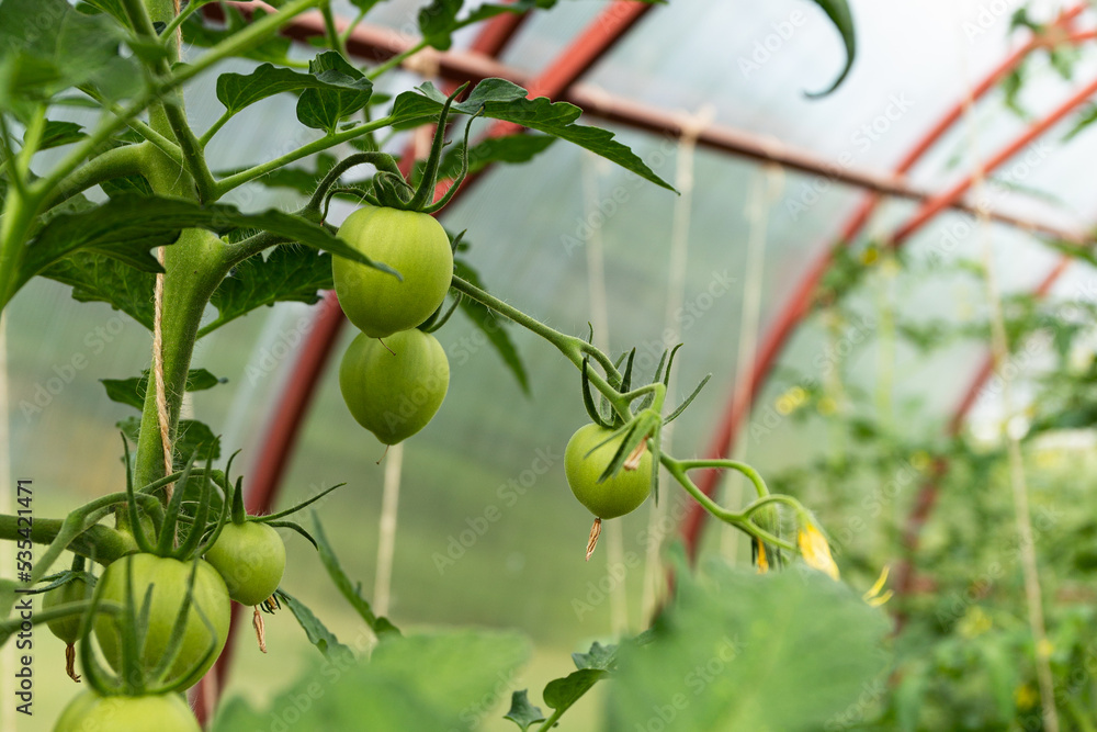 Obraz premium Green tomatoes grow on a branch. Harvest a tomato in the sun