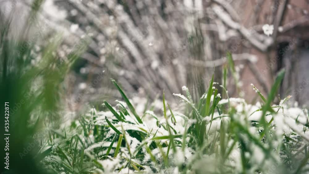 Close-up cinematic shot of the first snow falling on green grass. Close-up cinematic shot of the first snow falling on green grass.