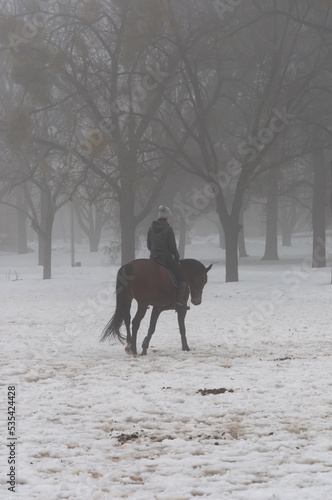 A portrait photo of a horse with horse rider walks calmly in heavy fog in winter forest at Holosiivskyi National Nature Park, Kyiv, Ukraine