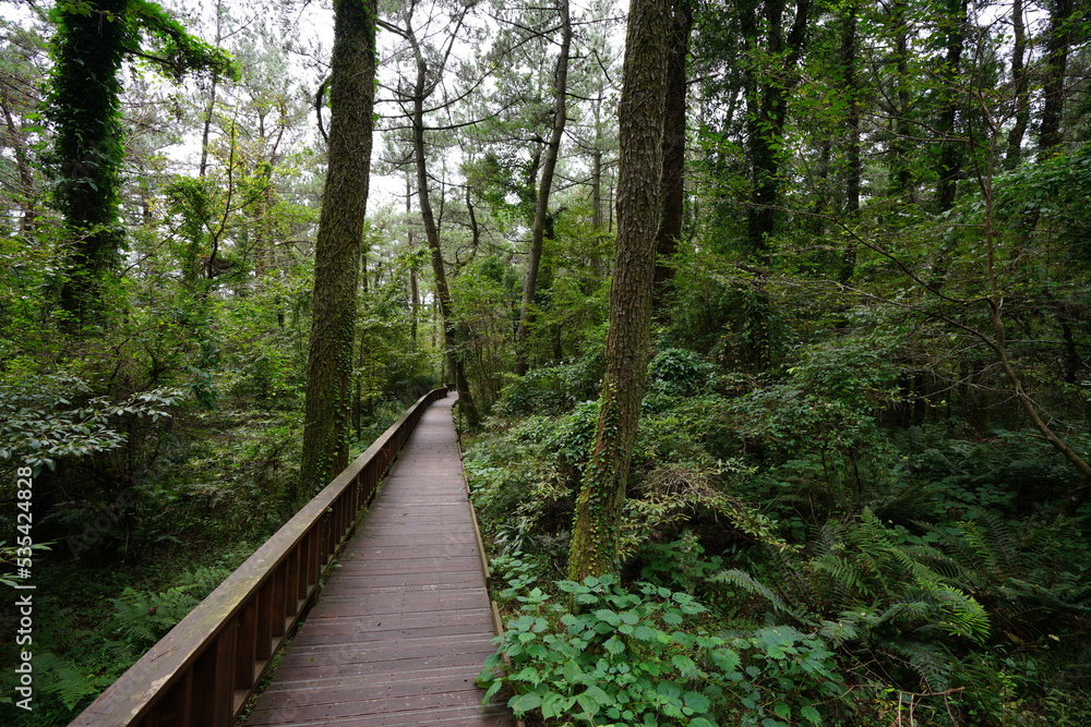 mossy old trees and walkway mossy old trees and walkway