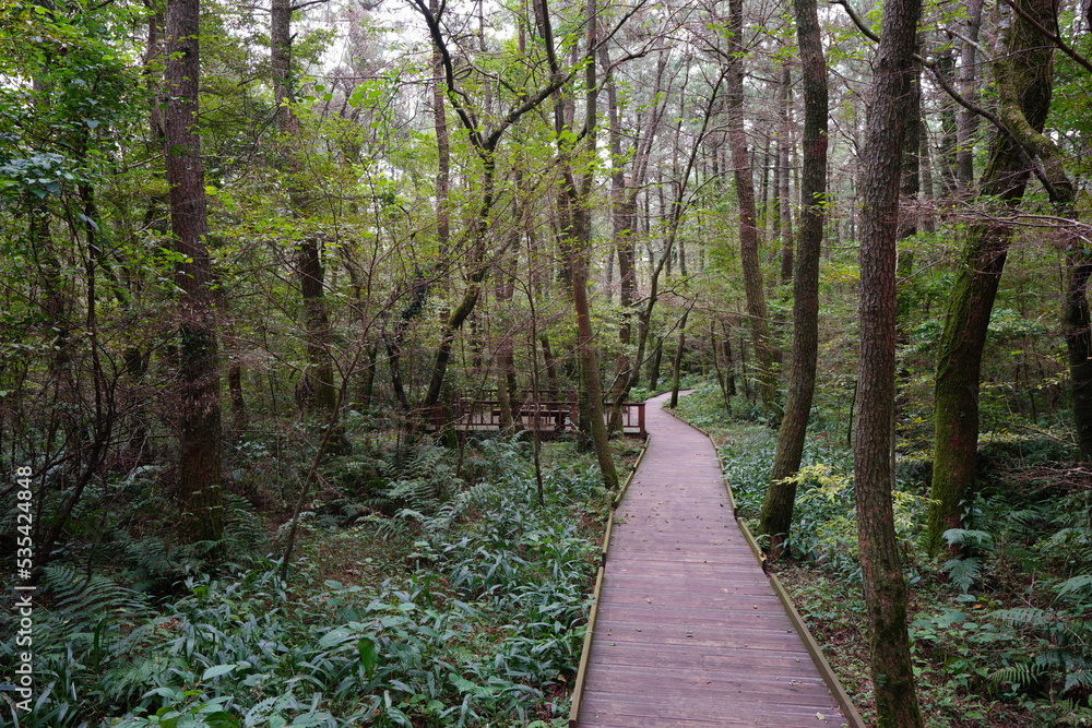 Fototapeta premium boardwalk through dense forest